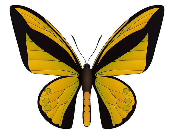 Όμορφη πεταλούδα απομονωμένη σε λευκό φόντο — Διανυσματικό Αρχείο
