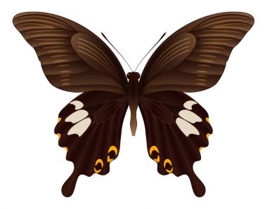 Beyaz arka planda izole edilmiş güzel kelebek.