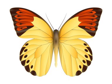 Beyaz arka planda izole edilmiş güzel kelebek.