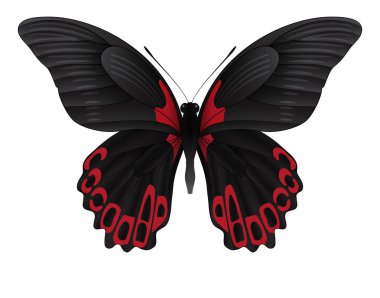 Beyaz arka planda izole edilmiş güzel kelebek.