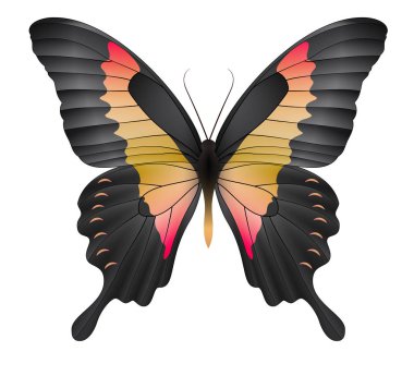 Beyaz arka planda izole edilmiş güzel kelebek.