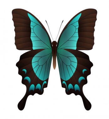 Beyaz arka planda izole edilmiş güzel kelebek.