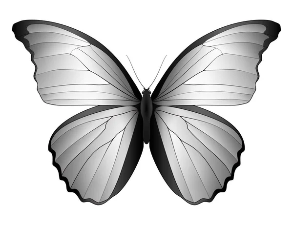 白地に隔離された美しい蝶 — ストックベクタ