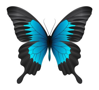 Beyaz arka planda izole edilmiş güzel kelebek.