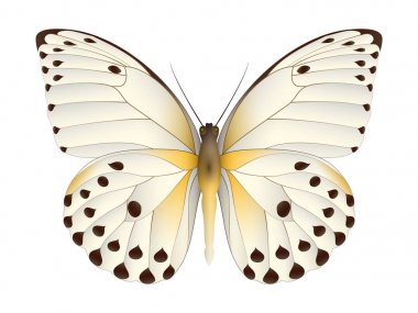 Beyaz arka planda izole edilmiş güzel kelebek.
