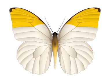 Beyaz arka planda izole edilmiş güzel kelebek.