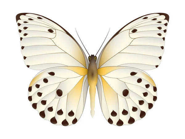 Hermosa mariposa aislada sobre un fondo blanco — Vector de stock