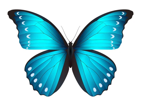 Beyaz arka planda izole edilmiş güzel kelebek.