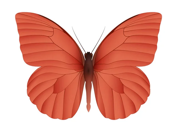 하얀 배경에 고립 된 아름다운 나비 — 스톡 벡터