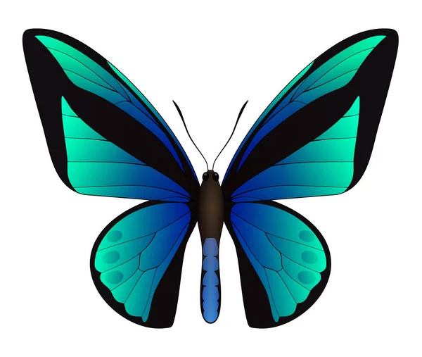Bella farfalla isolata su uno sfondo bianco — Vettoriale Stock