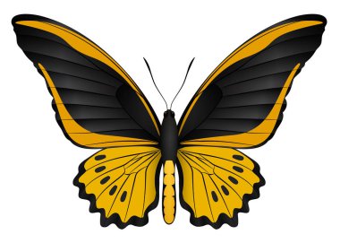 Beyaz arka planda izole edilmiş güzel kelebek.