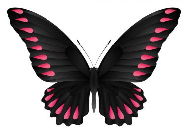 Beyaz arka planda izole edilmiş güzel kelebek.