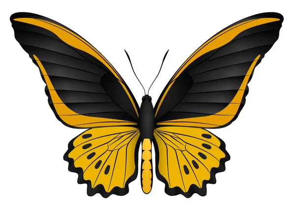 Beyaz arka planda izole edilmiş güzel kelebek.