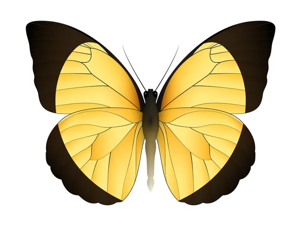 Krásný motýl izolovaný na bílém pozadí — Stockový vektor