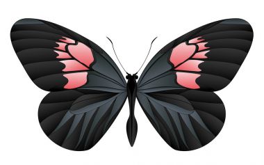 Beyaz arka planda izole edilmiş güzel kelebek.