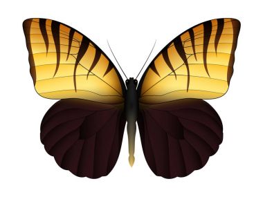 Beyaz arka planda izole edilmiş güzel kelebek.