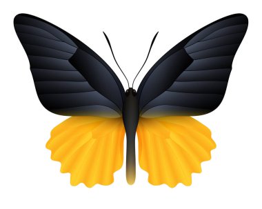 Beyaz arka planda izole edilmiş güzel kelebek.