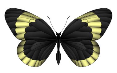 Beyaz arka planda izole edilmiş güzel kelebek.