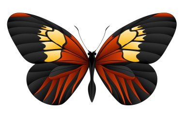 Beyaz arka planda izole edilmiş güzel kelebek.