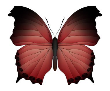 Beyaz arka planda izole edilmiş güzel kelebek.