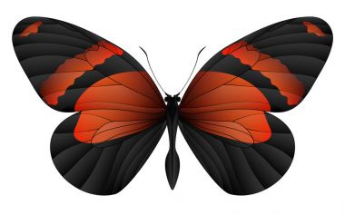 Beyaz arka planda izole edilmiş güzel kelebek.