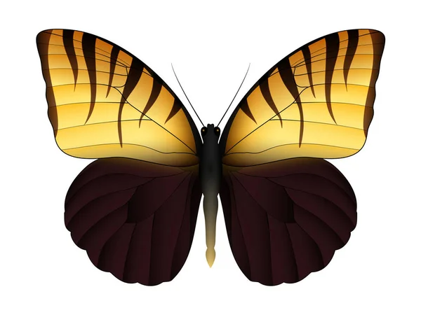 Krásný motýl izolovaný na bílém pozadí — Stockový vektor