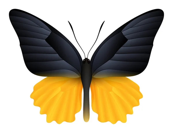 Mooie vlinder geïsoleerd op een witte achtergrond — Stockvector