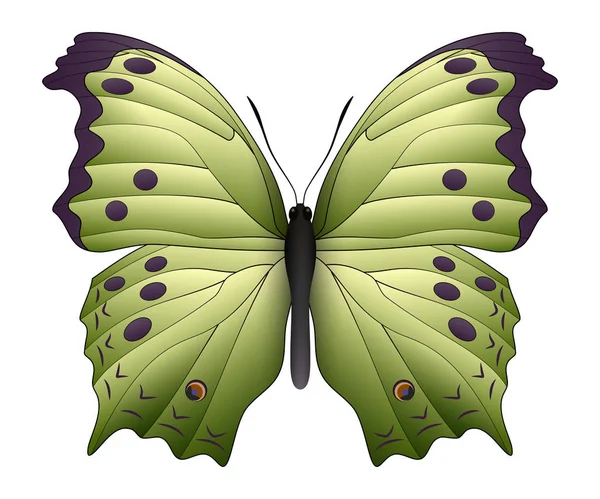 Hermosa mariposa aislada sobre un fondo blanco — Vector de stock