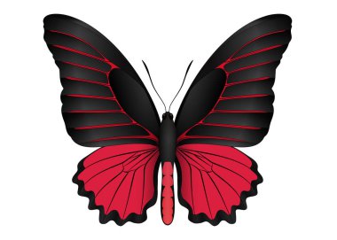 Beyaz arka planda izole edilmiş güzel kelebek.