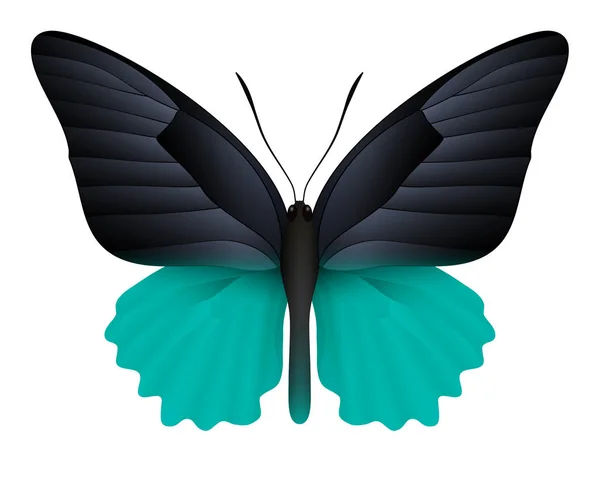 하얀 배경에 고립 된 아름다운 나비 — 스톡 벡터