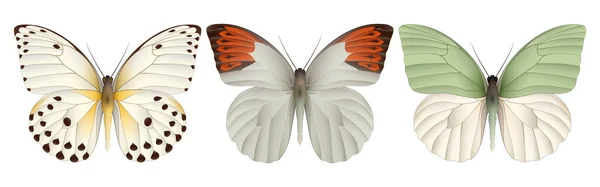 Σετ από πολύχρωμες πεταλούδες ρεαλιστική — Διανυσματικό Αρχείο