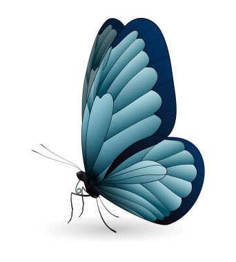 Beyaz arka planda izole edilmiş güzel kelebek.