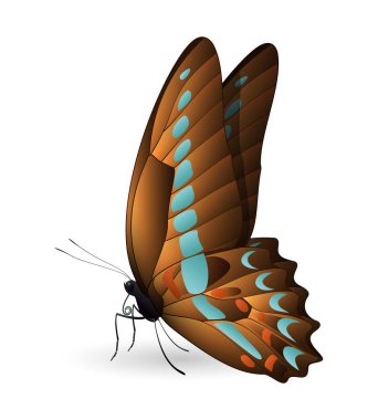 Beyaz arka planda izole edilmiş güzel kelebek.