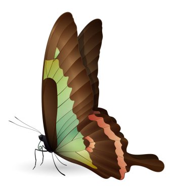 Beyaz arka planda izole edilmiş güzel kelebek.