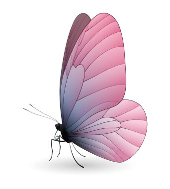 Beyaz arka planda izole edilmiş güzel kelebek.