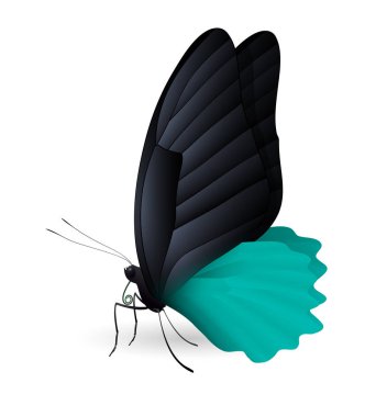 Beyaz arka planda izole edilmiş güzel kelebek.