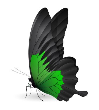 Beyaz arka planda izole edilmiş güzel kelebek.