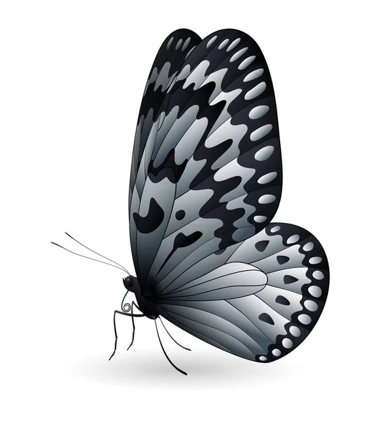 Hermosa mariposa aislada sobre un fondo blanco — Vector de stock