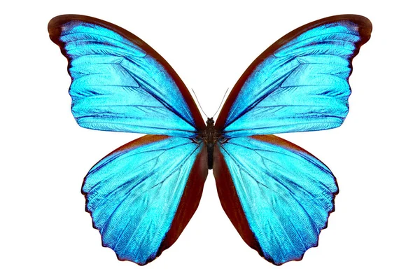 Smuk sommerfugl isoleret på en hvid - Stock-foto