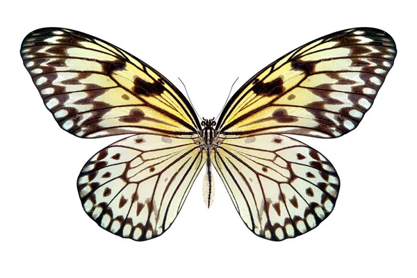 아름 다운 나비는 흰색 절연 — 스톡 사진
