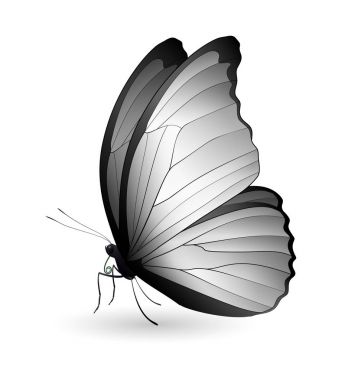 Beyaz arka planda izole edilmiş güzel kelebek.