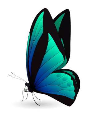 Beyaz arka planda izole edilmiş güzel kelebek.