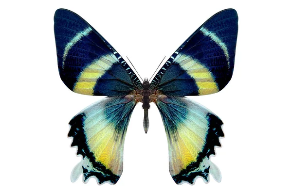 Bela borboleta isolada em um branco — Fotografia de Stock