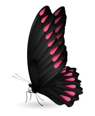 Beyaz arka planda izole edilmiş güzel kelebek.