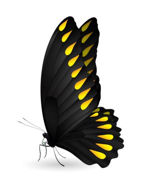 Beyaz arka planda izole edilmiş güzel kelebek.