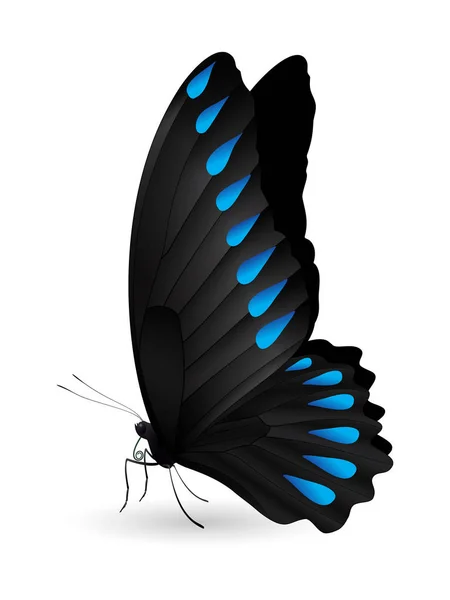 Красива метелик ізольована на білому тлі — стоковий вектор