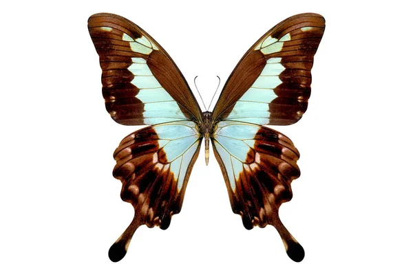 Красивий метелик ізольований на білому — стокове фото