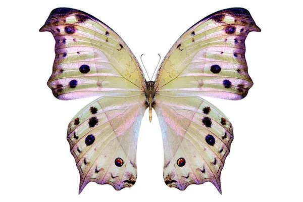 Smuk sommerfugl isoleret på en hvid - Stock-foto