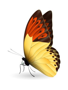 Beyaz arka planda izole edilmiş güzel kelebek.