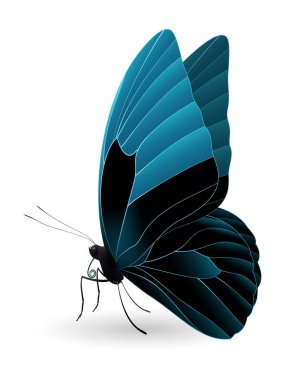 Beyaz arka planda izole edilmiş güzel kelebek.